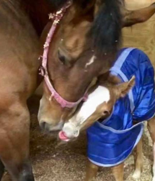 Good hot gal horse
